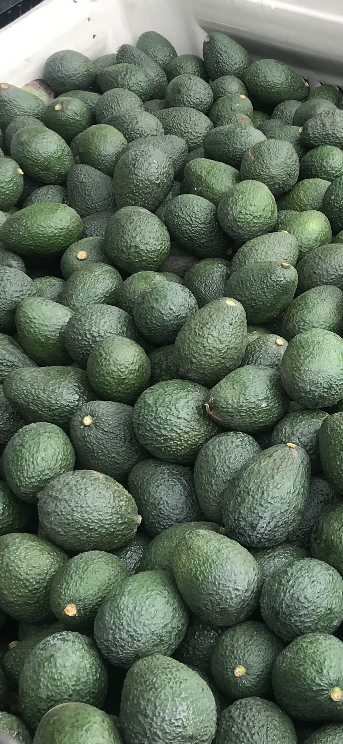 Share Box of Avocados to your Door